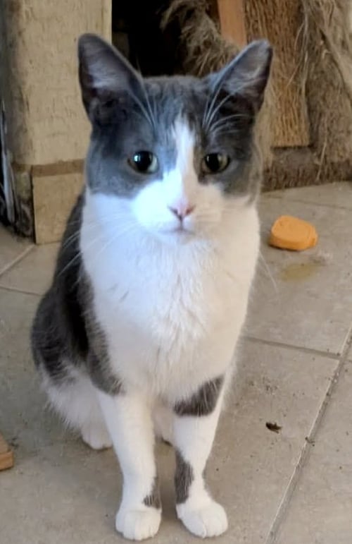 DORY - Domestic Short Hair available for adoption