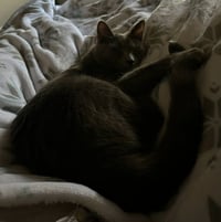 Sheldon - Photo 4