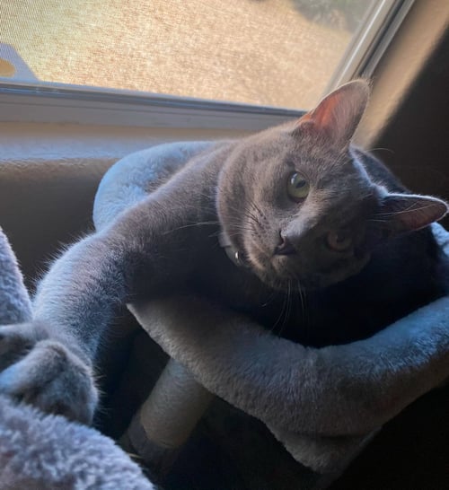 SHELDON - Domestic Medium Hair for adoption in Phoenix