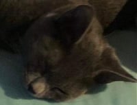 Sheldon - Photo 7