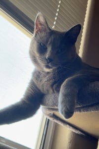 Sheldon - Photo 3