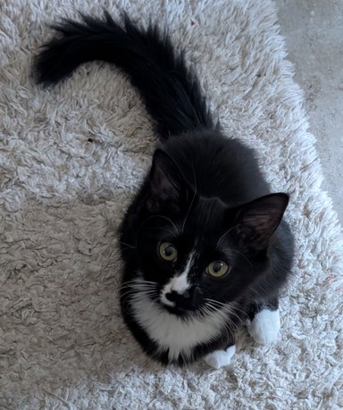 JESSIKA - Domestic Long Hair / Tuxedo for adoption in Peoria