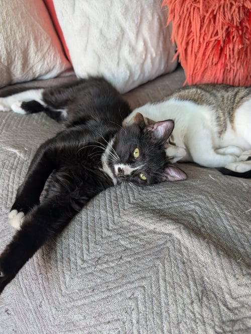 JESSIKA - Domestic Long Hair / Tuxedo available for adoption