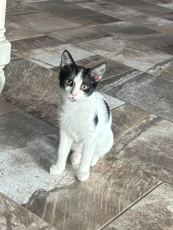 Dora Image