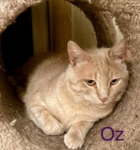 Oz - Photo 2
