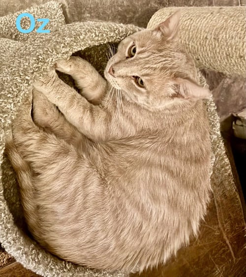 OZ - Domestic Short Hair for adoption in Phoenix