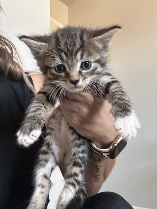 STRIPE - Domestic Short Hair / Tabby for adoption in Peoria