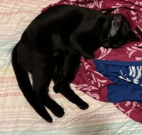 Luna - Photo 1