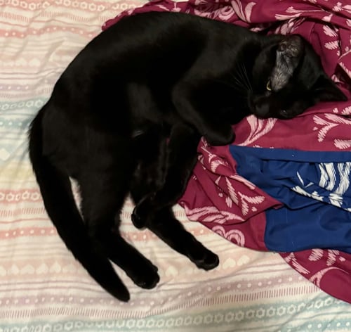 LUNA - Domestic Short Hair for adoption in Peoria