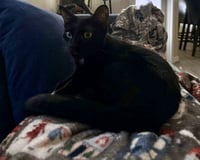 Luna - Photo 2