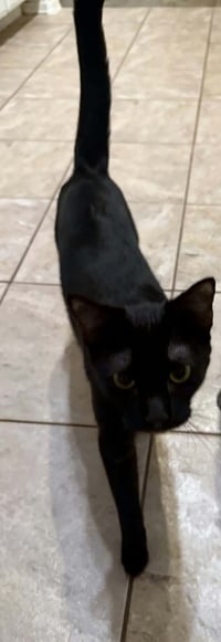 Luna - Photo 3