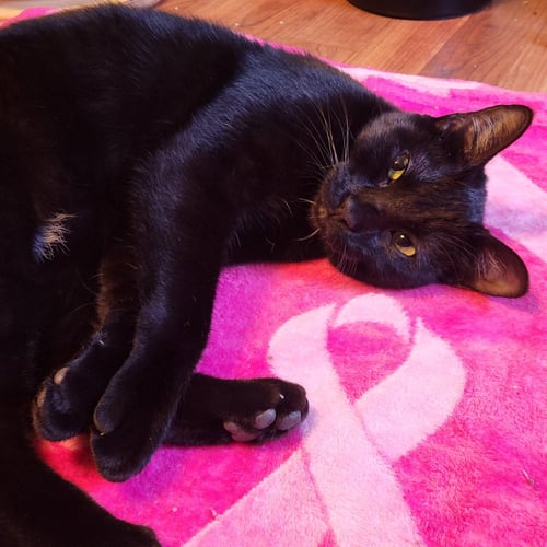 LUNA - Domestic Short Hair available for adoption
