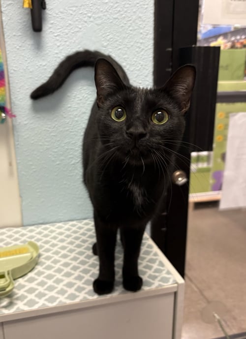 LUNA - Domestic Short Hair for adoption in Phoenix