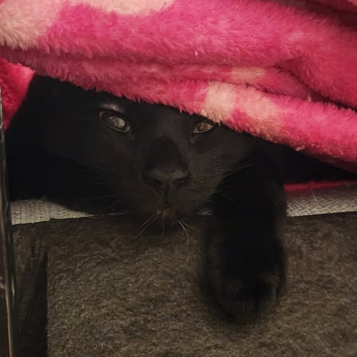 LUNA - Domestic Short Hair available for adoption