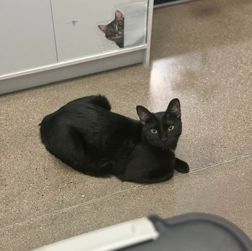 LUNA - Domestic Short Hair available for adoption