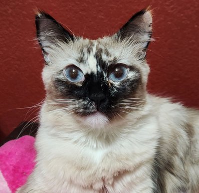 ABBY - Snowshoe / Domestic Long Hair available for adoption