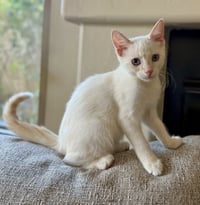 Archie - Photo 2
