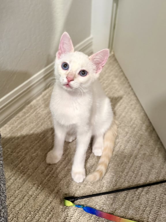 Archie Image