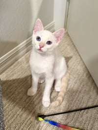 Archie - Photo 1