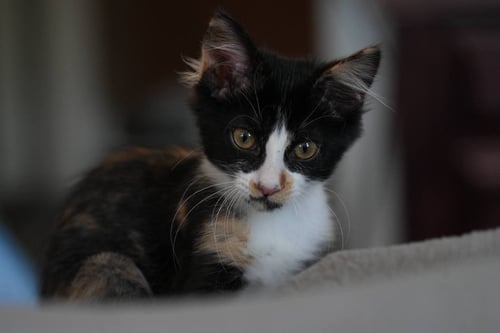 ELODIE