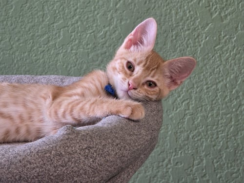 REBA - Domestic Short Hair / Tabby available for adoption