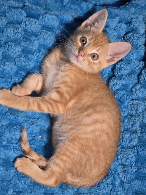 REBA - Domestic Short Hair / Tabby available for adoption