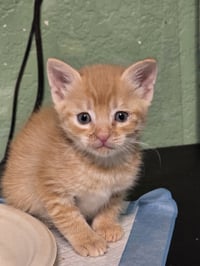 Reba - Photo 3