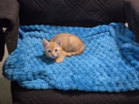 Reba - Photo 4