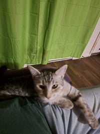 Presley - Photo 5