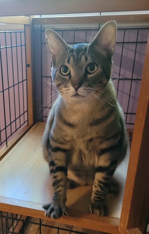 JUNIPER - Domestic Short Hair available for adoption