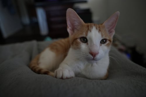 EMMETT