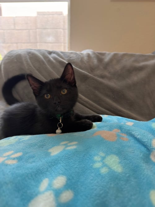 CASS - Domestic Short Hair available for adoption