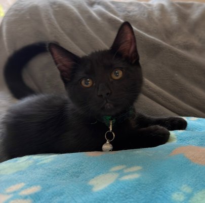 CASS - Domestic Short Hair for adoption in Phoenix