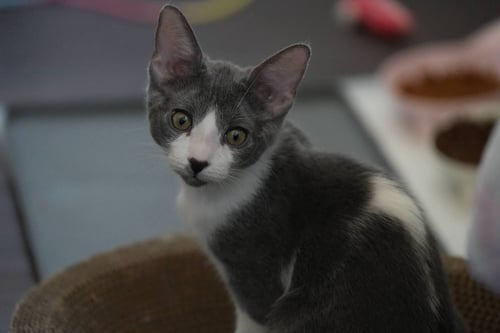 EVELYN - Domestic Short Hair for adoption in Peoria
