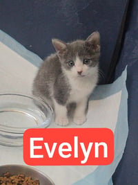 Evelyn - Photo 6