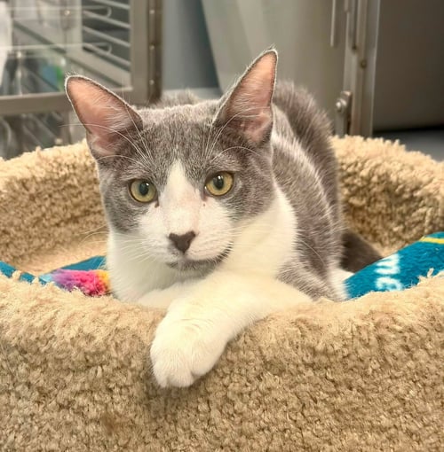 EVELYN - Domestic Short Hair available for adoption