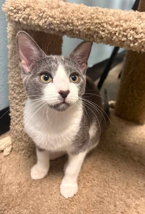 EVELYN - Domestic Short Hair available for adoption