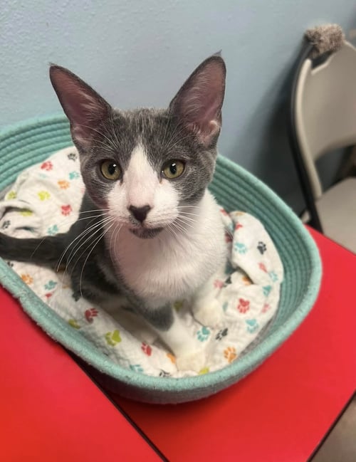 EVELYN - Domestic Short Hair for adoption in Phoenix