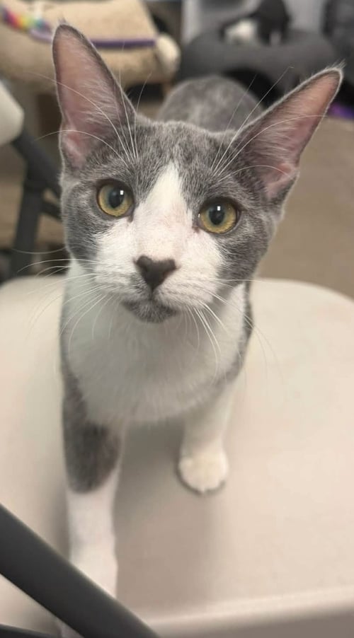 EVELYN - Domestic Short Hair available for adoption