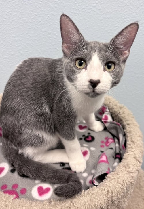 EVELYN - Domestic Short Hair available for adoption