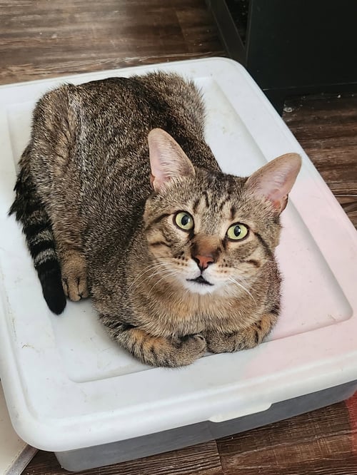 BISCUIT (FIV+) - Domestic Short Hair for adoption in Glendale