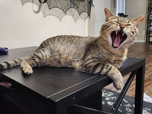 BISCUIT (FIV+) - Domestic Short Hair available for adoption
