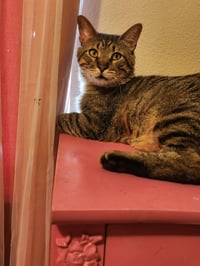 Biscuit (FIV+) - Photo 3