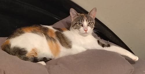 CALLIE - Calico for adoption in Glendale