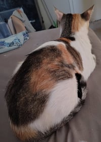 Callie - Photo 4