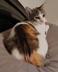 Callie - Photo 2