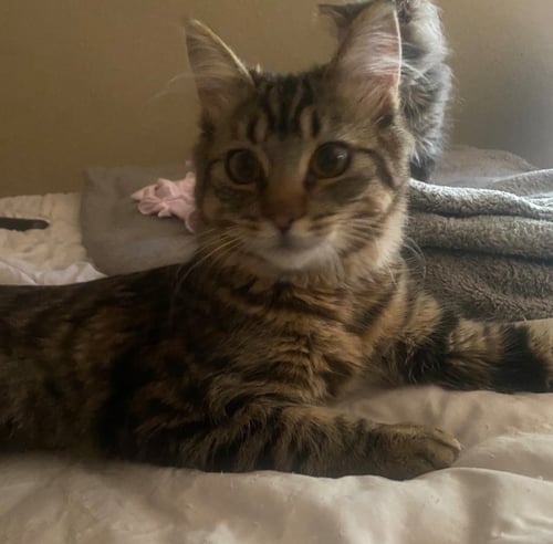 RUBY - Domestic Long Hair / Tabby available for adoption