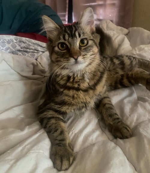 RUBY - Domestic Long Hair / Tabby for adoption in Phoenix