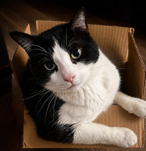 LARRY - Domestic Short Hair available for adoption