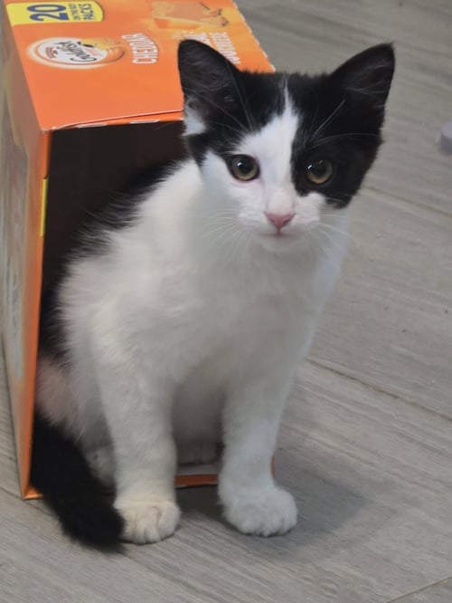 CLIVE - Domestic Medium Hair available for adoption